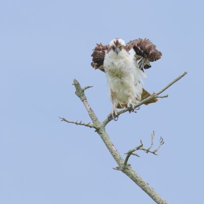 Osprey
