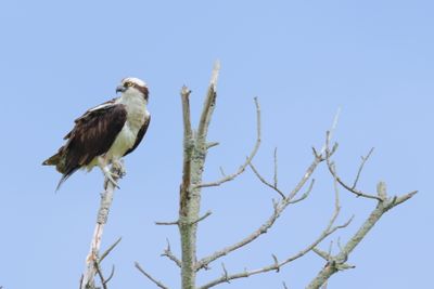 Osprey