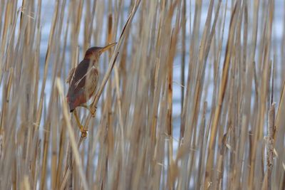 Least Bittern