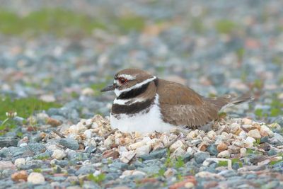 Killdeer on nest