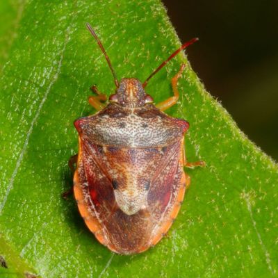 Dendrocoris humeralis