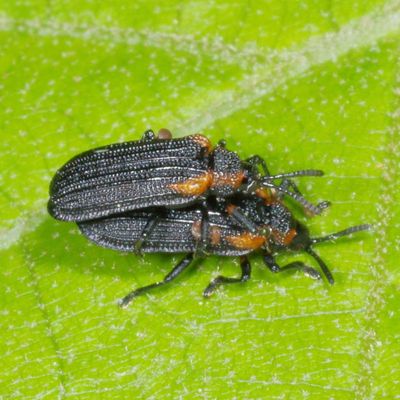 Odontota scapularis * Orange-shouldered Leaf Miner