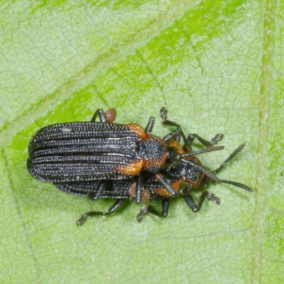 Odontota scapularis * Orange-shouldered Leaf Miner