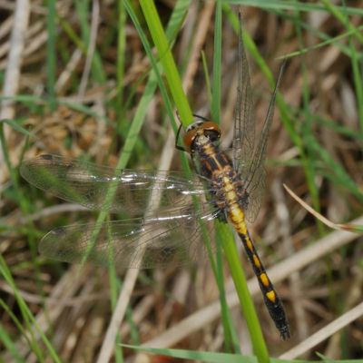 Leucorrhinia intacta * Dot-tailed Whiteface