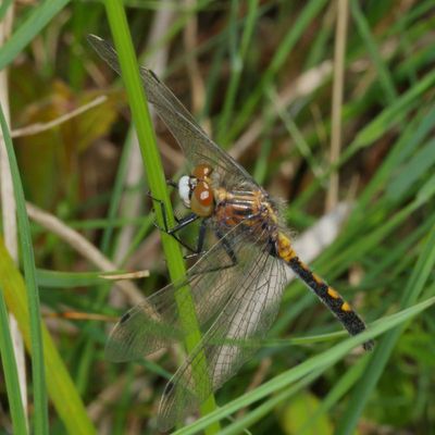 Leucorrhinia intacta * Dot-tailed Whiteface