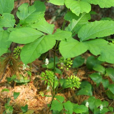 Aralia nudicaulis * Wild Sarsaparilla