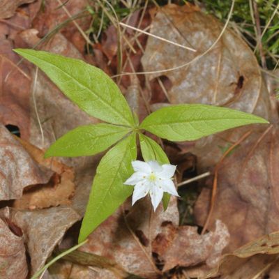 Lysimachia borealis * Northern Starflower