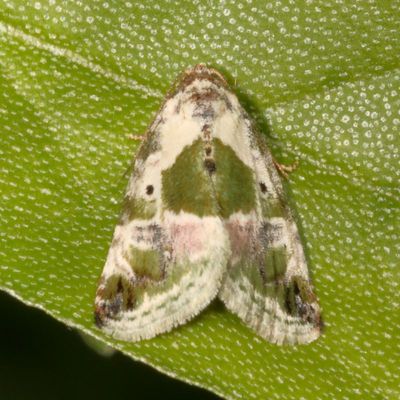 Hodges#9049 * Black-dotted Lithacodia * Maliattha synochitis