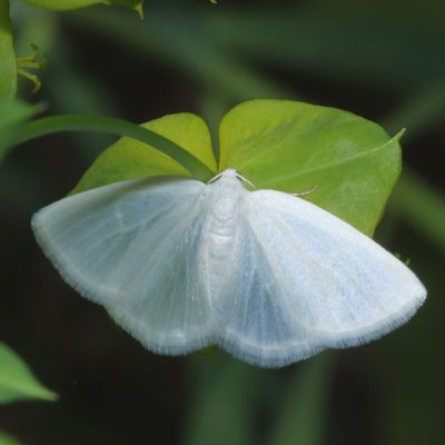 6618-6762 : Melanolophia, Phigalia
