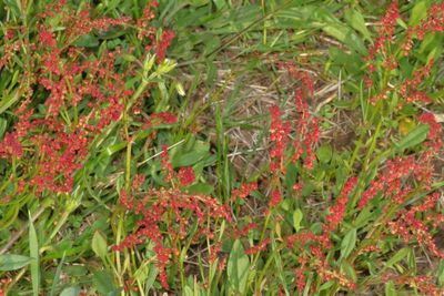 Rumex acetosella * Sheep's Sorrel