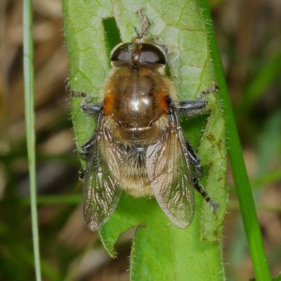 Merodon equestris
