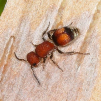 Pseudomethoca simillima
