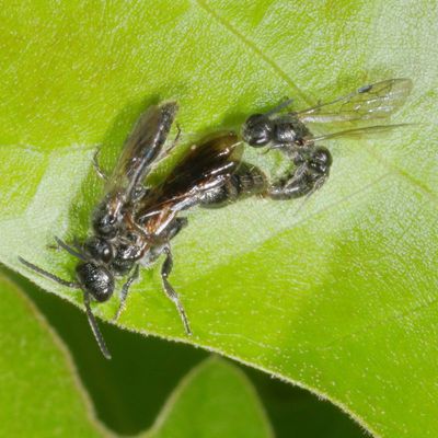 Tiphiidae :Tiphiid Wasps
