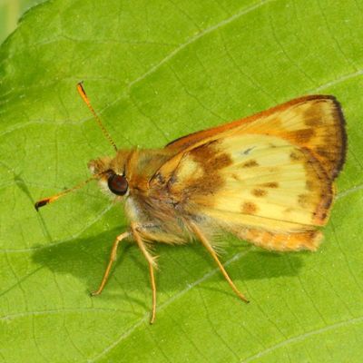 Zabulon Skipper