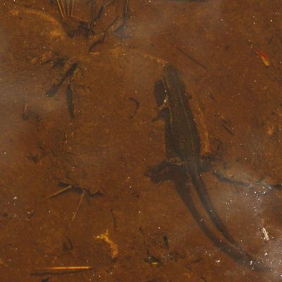 Notophthalmus viridescens ssp. viridescens