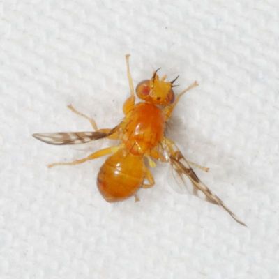 Genus Paramyiolia