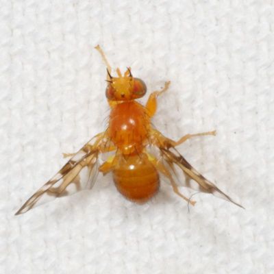 Genus Paramyiolia