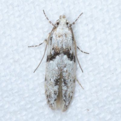 Hodges#1851 * Stripe-backed Moth * Arogalea cristifasciella