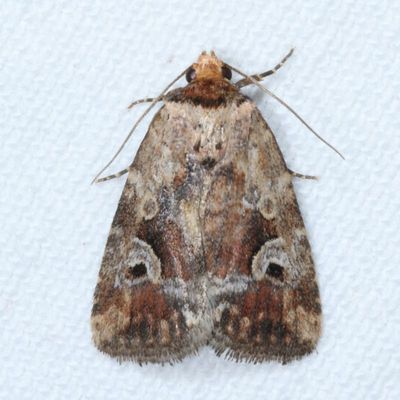 Hodges#9681.1 * Pale-winged Midget * Elaphria alapallida