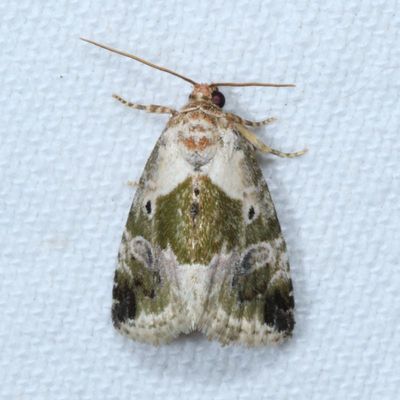 Hodges#9049 * Black-dotted Lithacodia * Maliattha synochitis