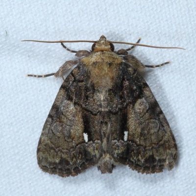 Hodges#9556 * Cloaked Marvel * Chytonix palliatricula