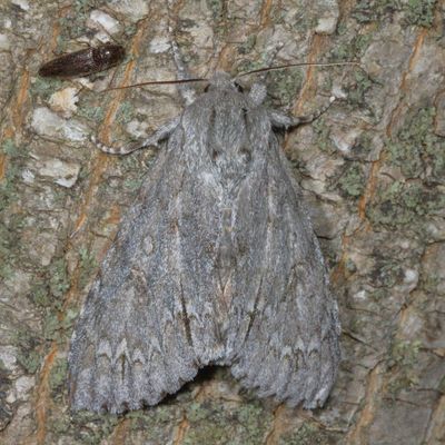 Hodges#9200 * American Dagger Moth * Acronicta americana