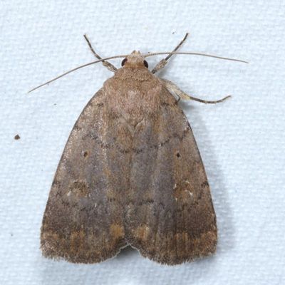 Hodges#9650 * The Slowpoke * Athetis tarda
