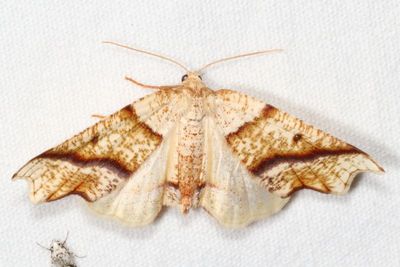 Hodges#6844 * Hollow-spotted Plagodis * Plagodis alcoolaria
