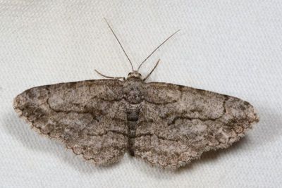 Hodges#6590 * Common Gray * Anavitrinella pampinaria