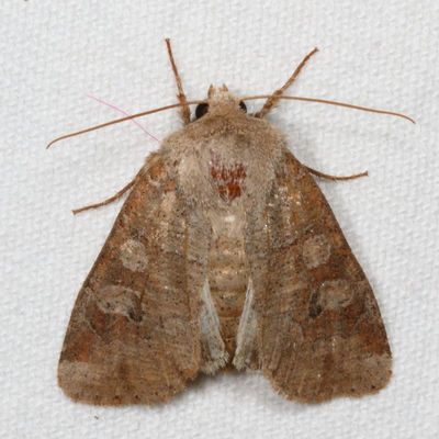 Hodges#10501 * Norman's Quaker * Crocigrapha normani