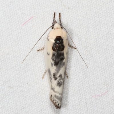Hodges#1011 * Schlaeger's Fruitworm Moth * Antaeotricha schlaegeri
