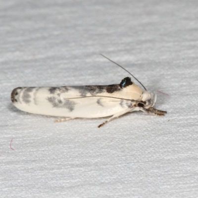 Hodges#1011 * Schlaeger's Fruitworm Moth * Antaeotricha schlaegeri