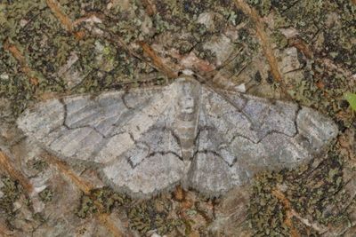 Hodges#6590 * Common Gray * Anavitrinella pampinaria