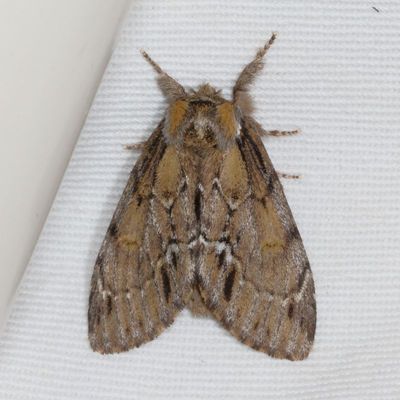 Hodges#7917 * Georgian Prominent * Hyperaeschra georgica