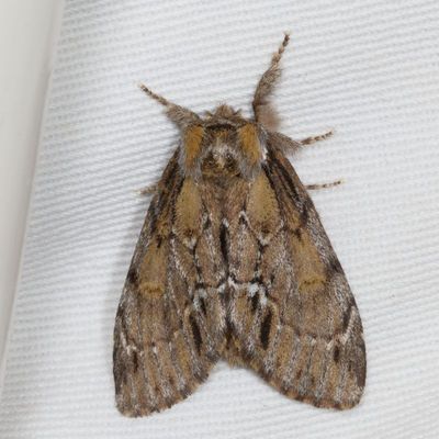 Hodges#7917 * Georgian Prominent * Hyperaeschra georgica