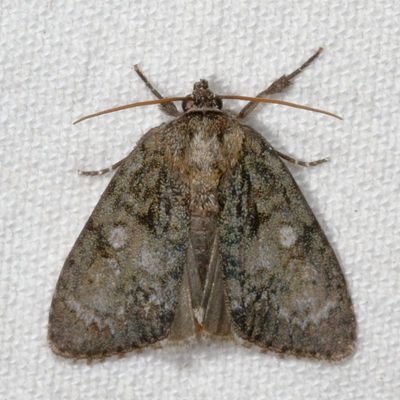 Hodges#9251 * Retarded Dagger Moth * Acronicta retardata