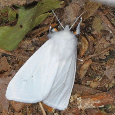 Hodges#8137 * Virginian Tiger Moth * Spilosoma virginica