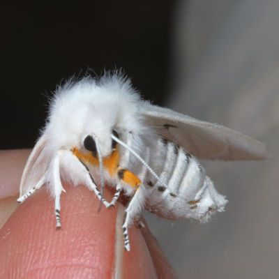 Hodges#8137 * Virginian Tiger Moth * Spilosoma virginica