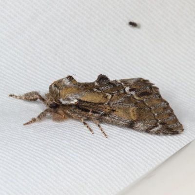 Hodges#7917 * Georgian Prominent * Hyperaeschra georgica