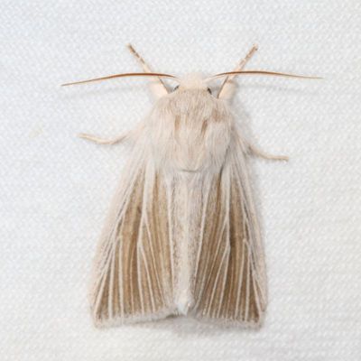 Noctuidae - Plusiinae through Agaristinae Moths : 8880 - 9324