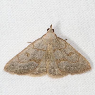 Hodges#8355 * Morbid Owlet * Chytolita morbidalis