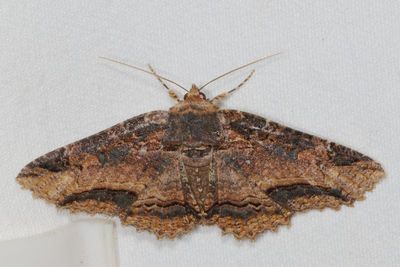 Complex Zale minerea
