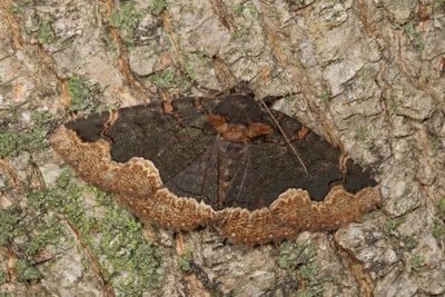 Noctuidae - Catocalinae less Catocala Moths : 8490 - 8769