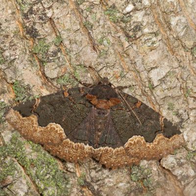 Noctuidae - Catocalinae less Catocala Moths : 8490 - 8769