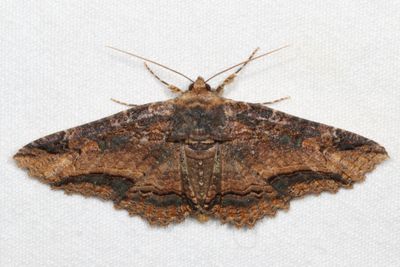 Complex Zale minerea
