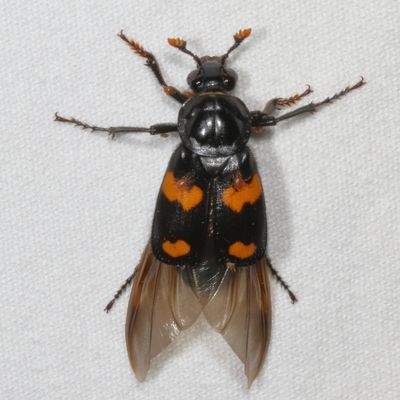 Nicrophorus orbicollis