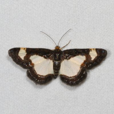 Hodges#6261 * Common Spring Moth * Heliomata cycladata