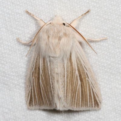 Noctuidae - Plusiinae through Agaristinae Moths : 8880 - 9324