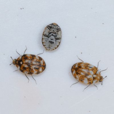 Dermestidae : Carpet Beetles