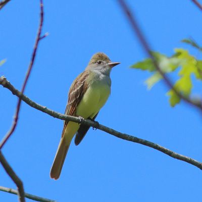 Great Crested Flycatcher